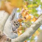 Waldkauz (Strix aluco)