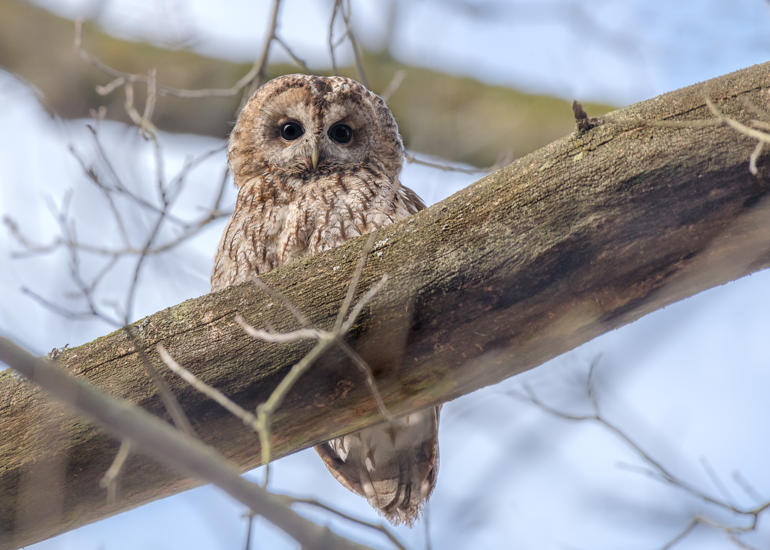 Waldkauz (Strix aluco)