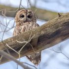 Waldkauz (Strix aluco)