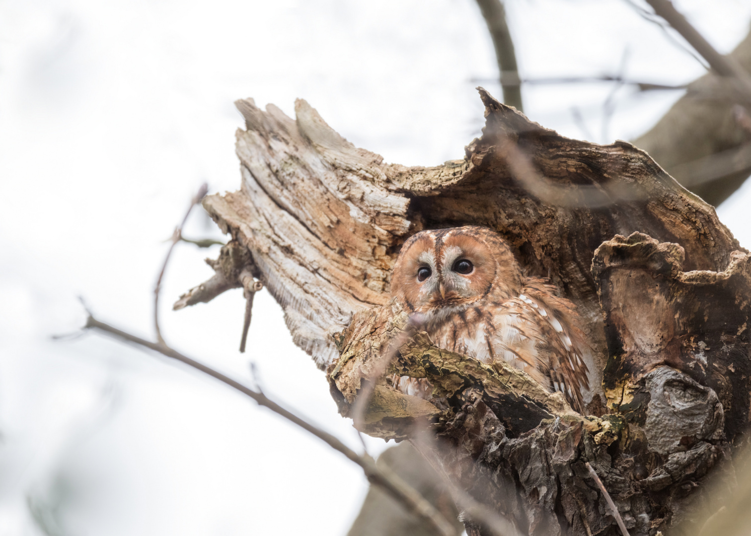  Waldkauz (Strix aluco)