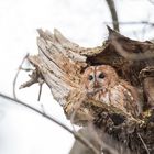  Waldkauz (Strix aluco)