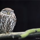 Waldkauz (Strix aluco) ...