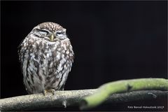 Waldkauz (Strix aluco) ...