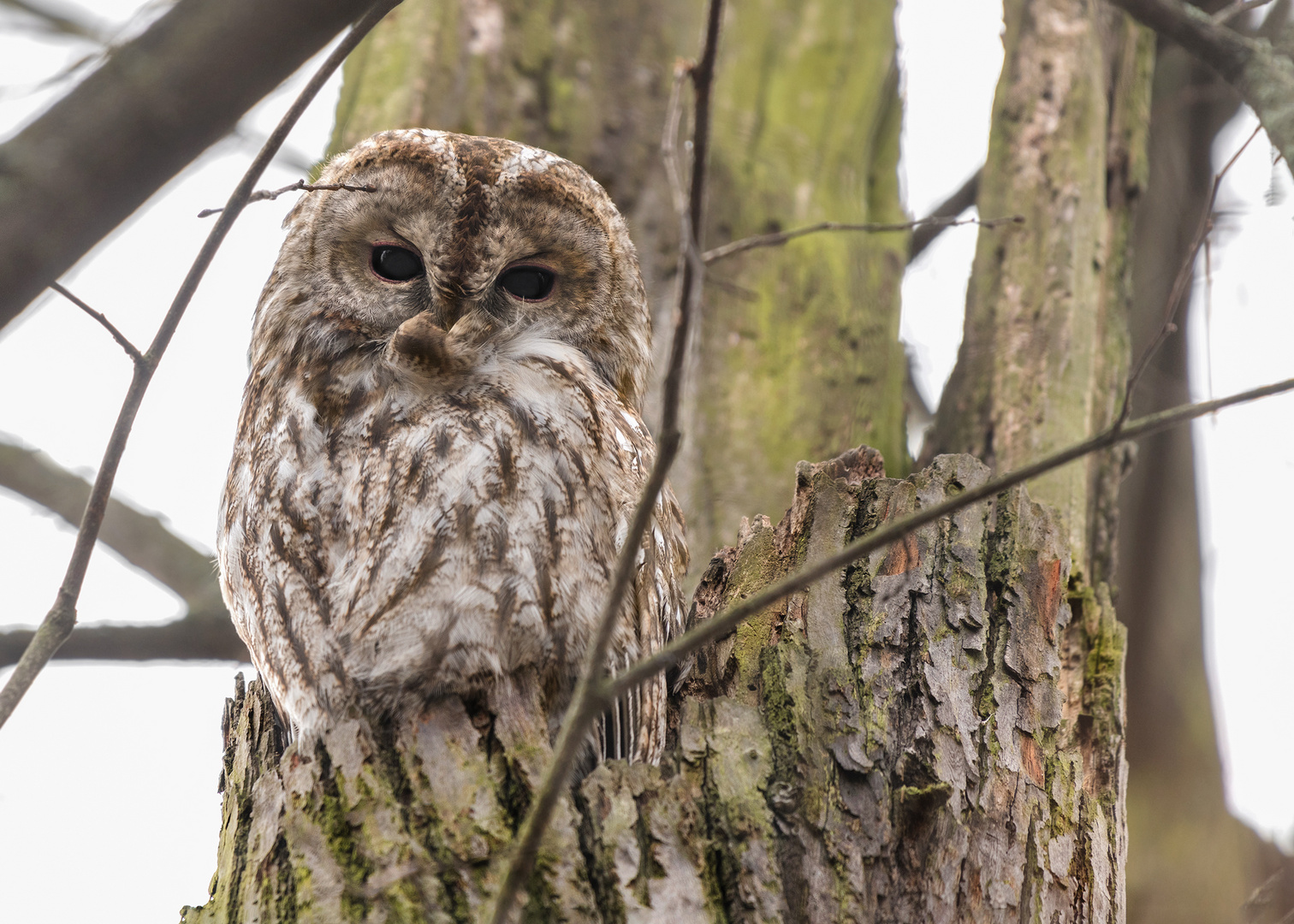 Waldkauz (Strix aluco)