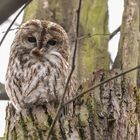 Waldkauz (Strix aluco)