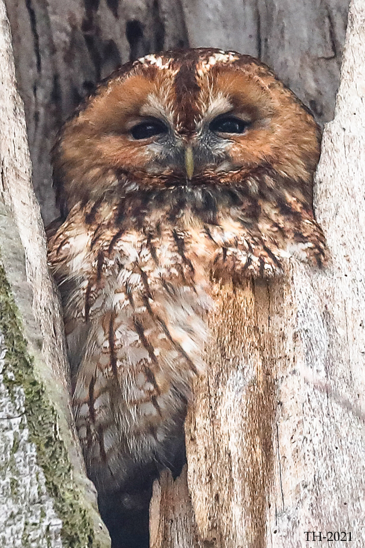 Waldkauz (Strix aluco)