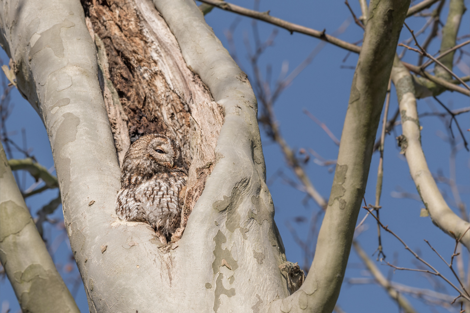 Waldkauz (Strix aluco)