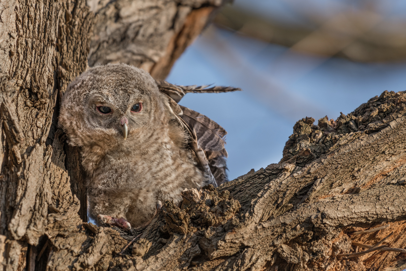 Waldkauz (Strix aluco)