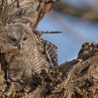 Waldkauz (Strix aluco)