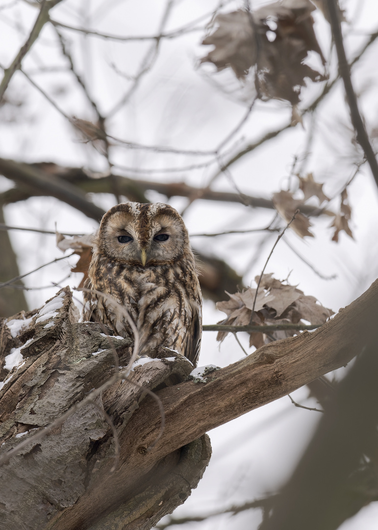 Waldkauz (Strix aluco)