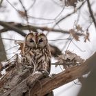 Waldkauz (Strix aluco)