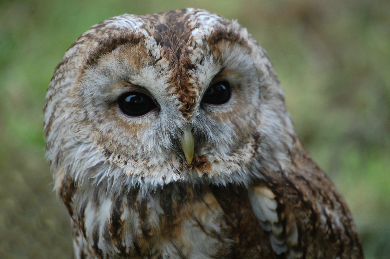 Waldkauz (Strix aluco) Tawny Owl