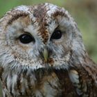 Waldkauz (Strix aluco) Tawny Owl