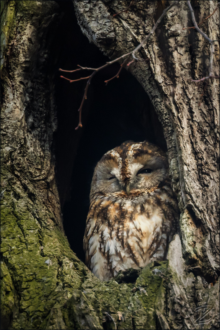 Waldkauz - Tawny owl