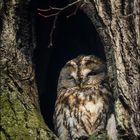 Waldkauz - Tawny owl