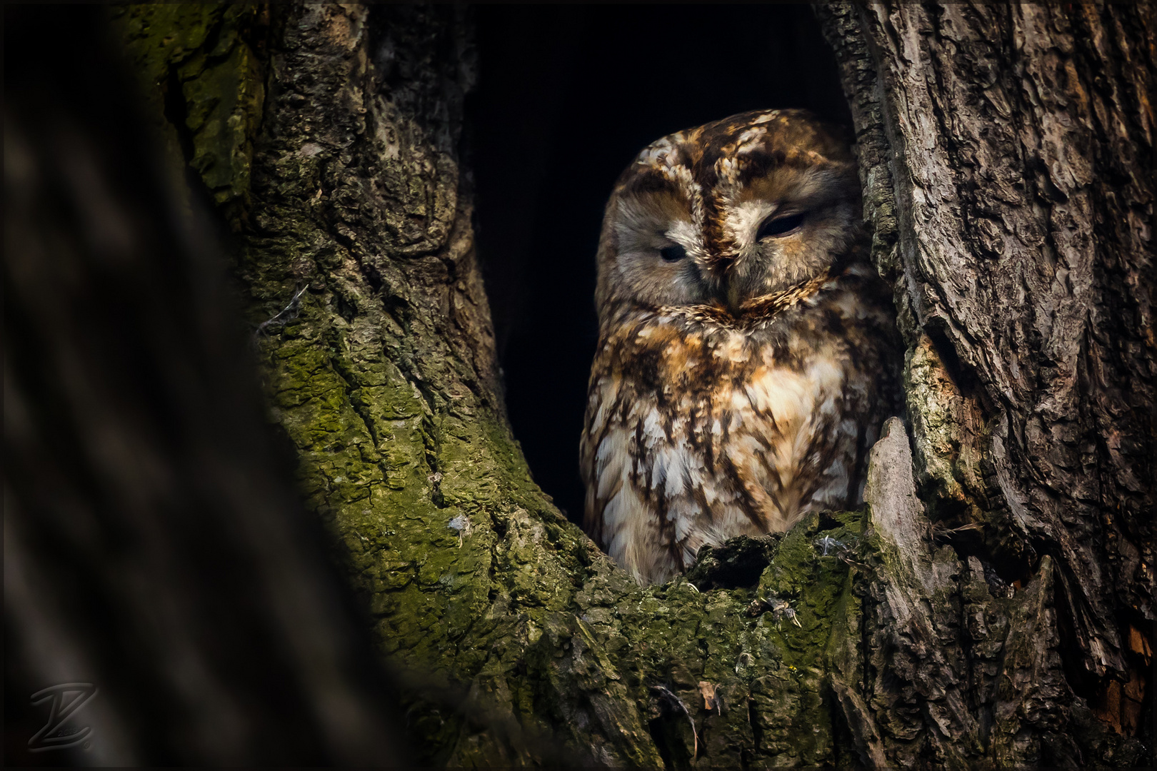 Waldkauz (Tawny owl)