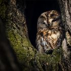 Waldkauz (Tawny owl)