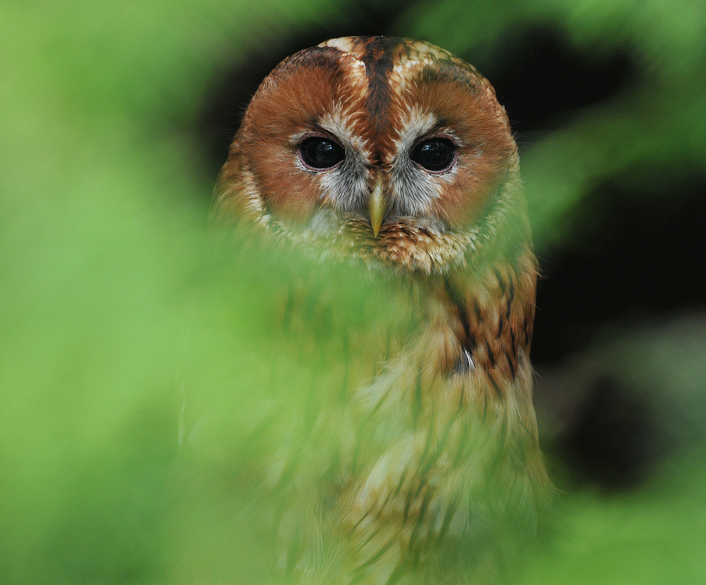 Waldkauz – Versteck