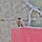 WALDKAUZ- Vogel des Jahres 2017 ( auf dem Schornstein )