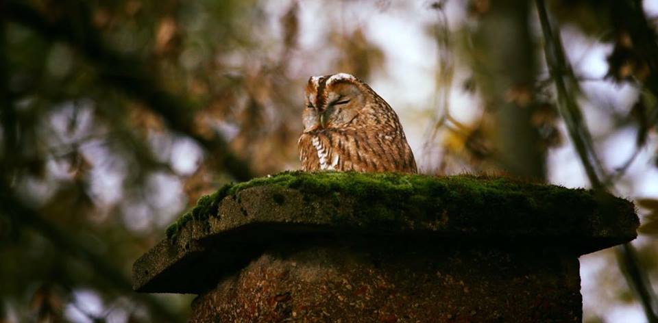 Waldkauz Vogel des Jahres 2017 ....wohnt im Kamin