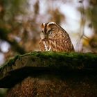 Waldkauz Vogel des Jahres 2017 ....wohnt im Kamin