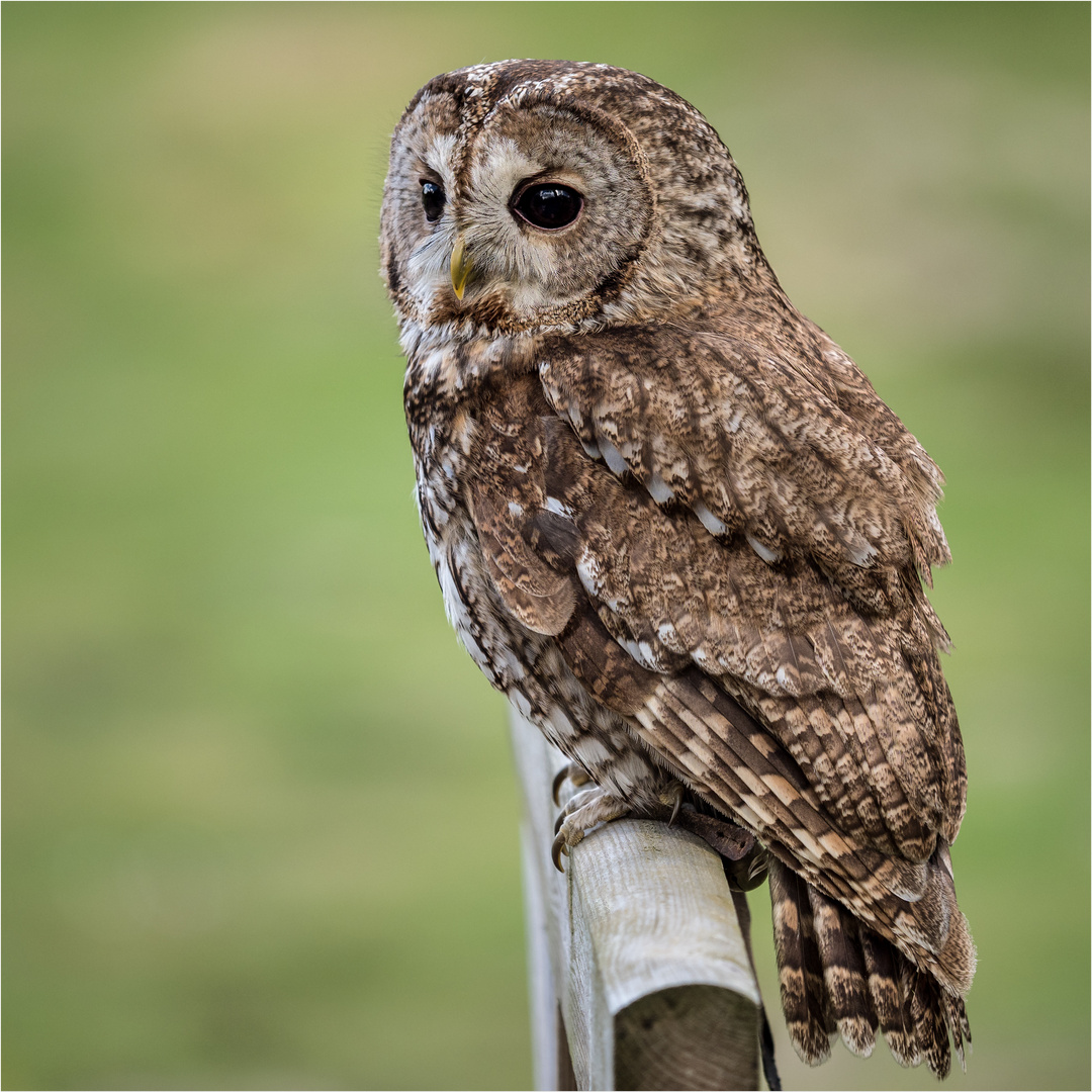 Waldkauz WP Lüneburger Heide Foto & Bild | natur, zoo, tiere Bilder auf