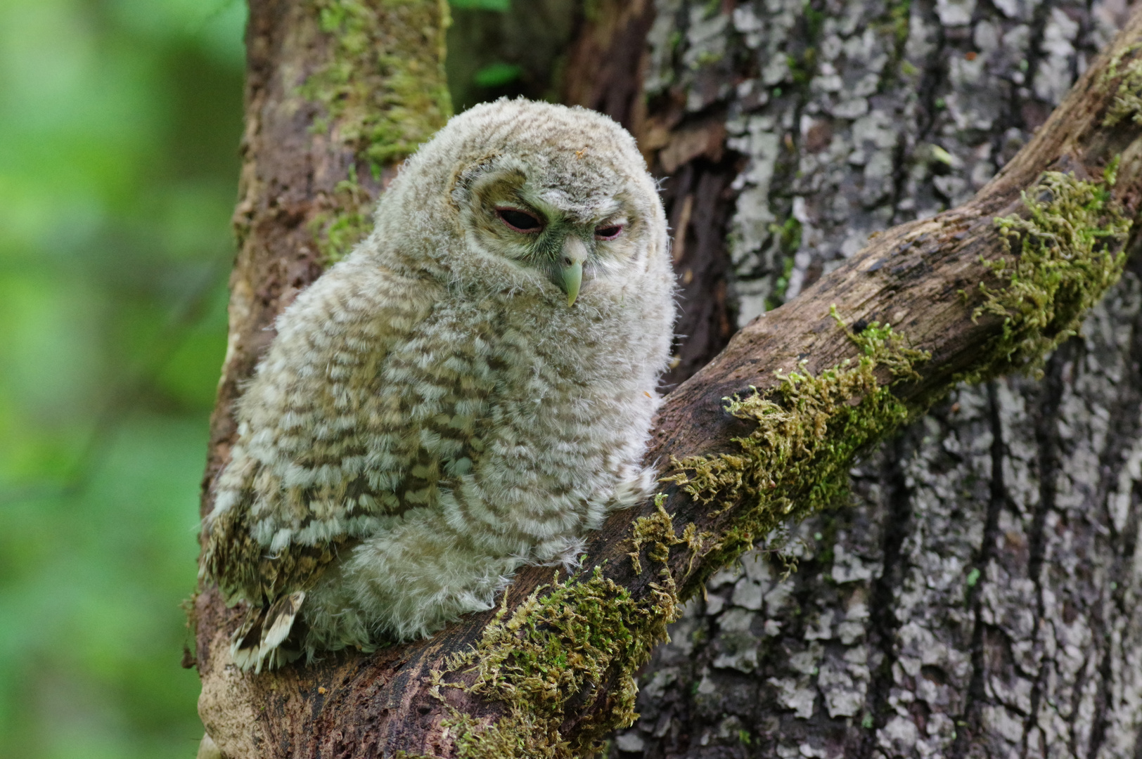 Waldkauzästling