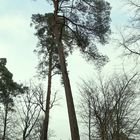 Waldkiefer (Pinus sylvestris)