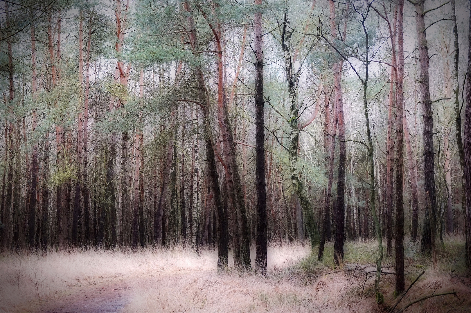 waldkieferwald am winter | scots pine grove in winter