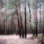 waldkieferwald am winter | scots pine grove in winter