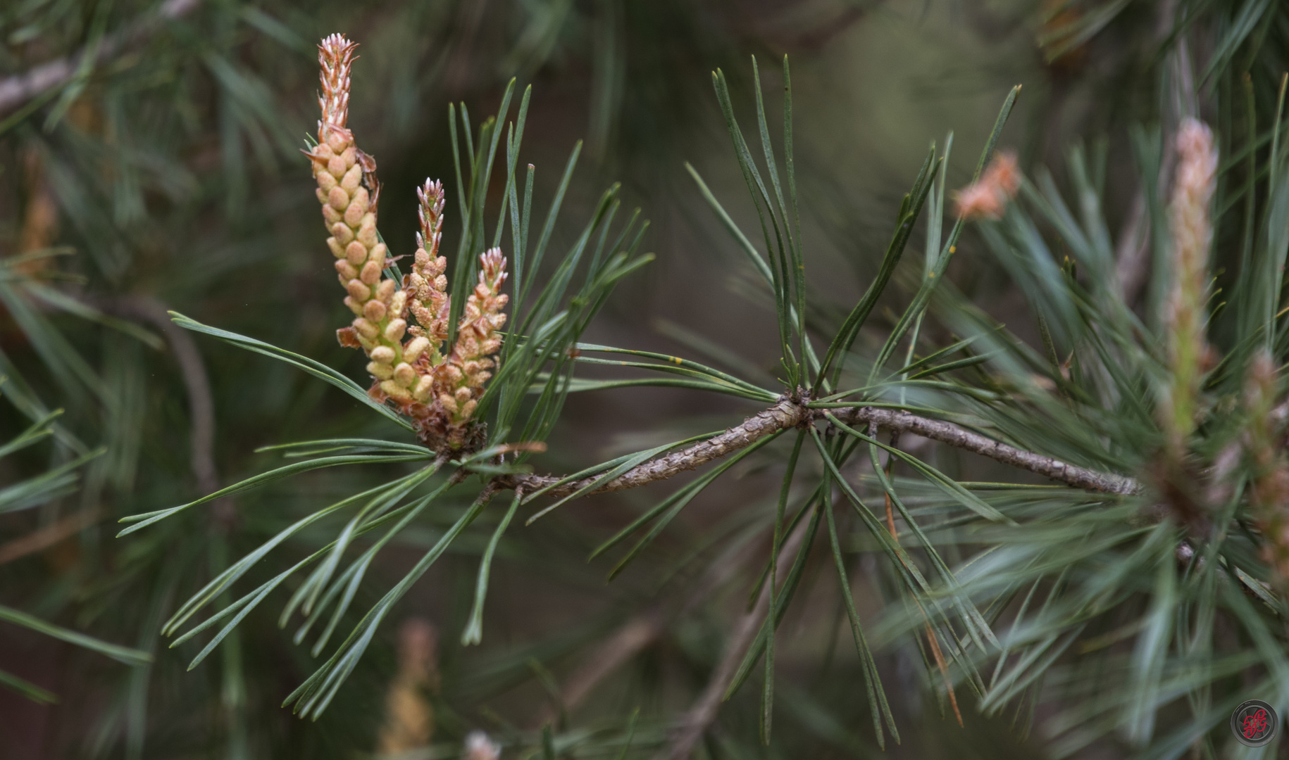 Waldkieferzapfen