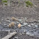 Waldkinder