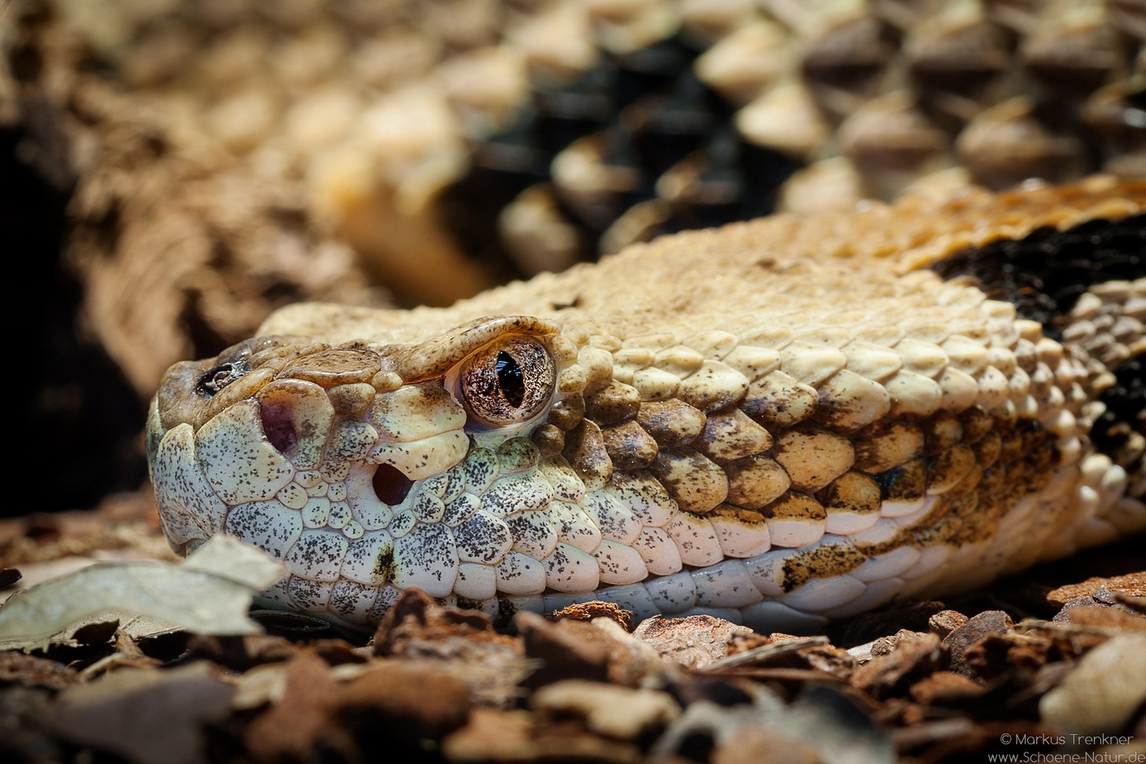 Waldklapperschlange [Crotalus horridus]