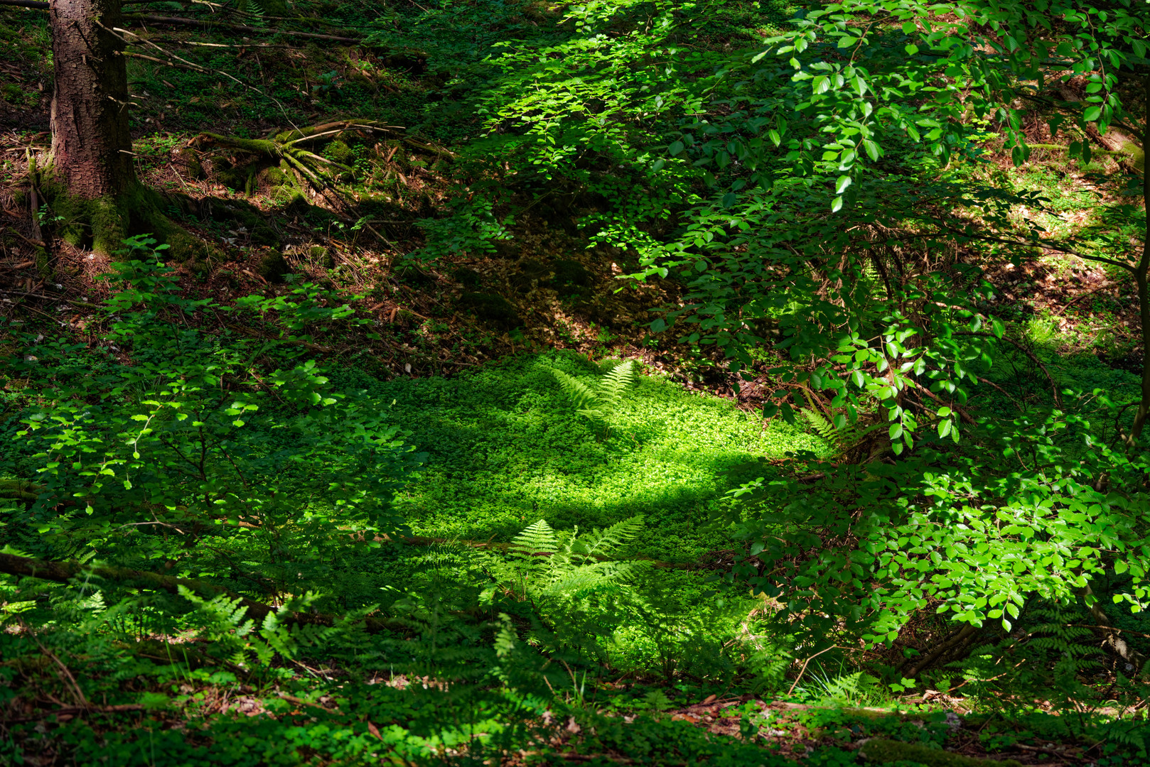 Waldkleeinsel mit Farnkrautbüschel