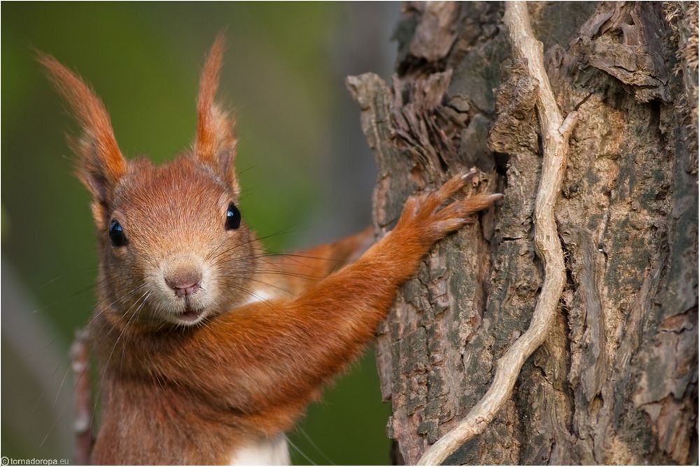 Waldkobold auf Augenhöhe