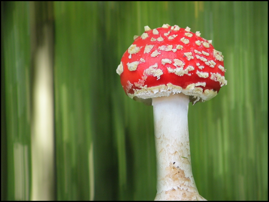 wald.könig...