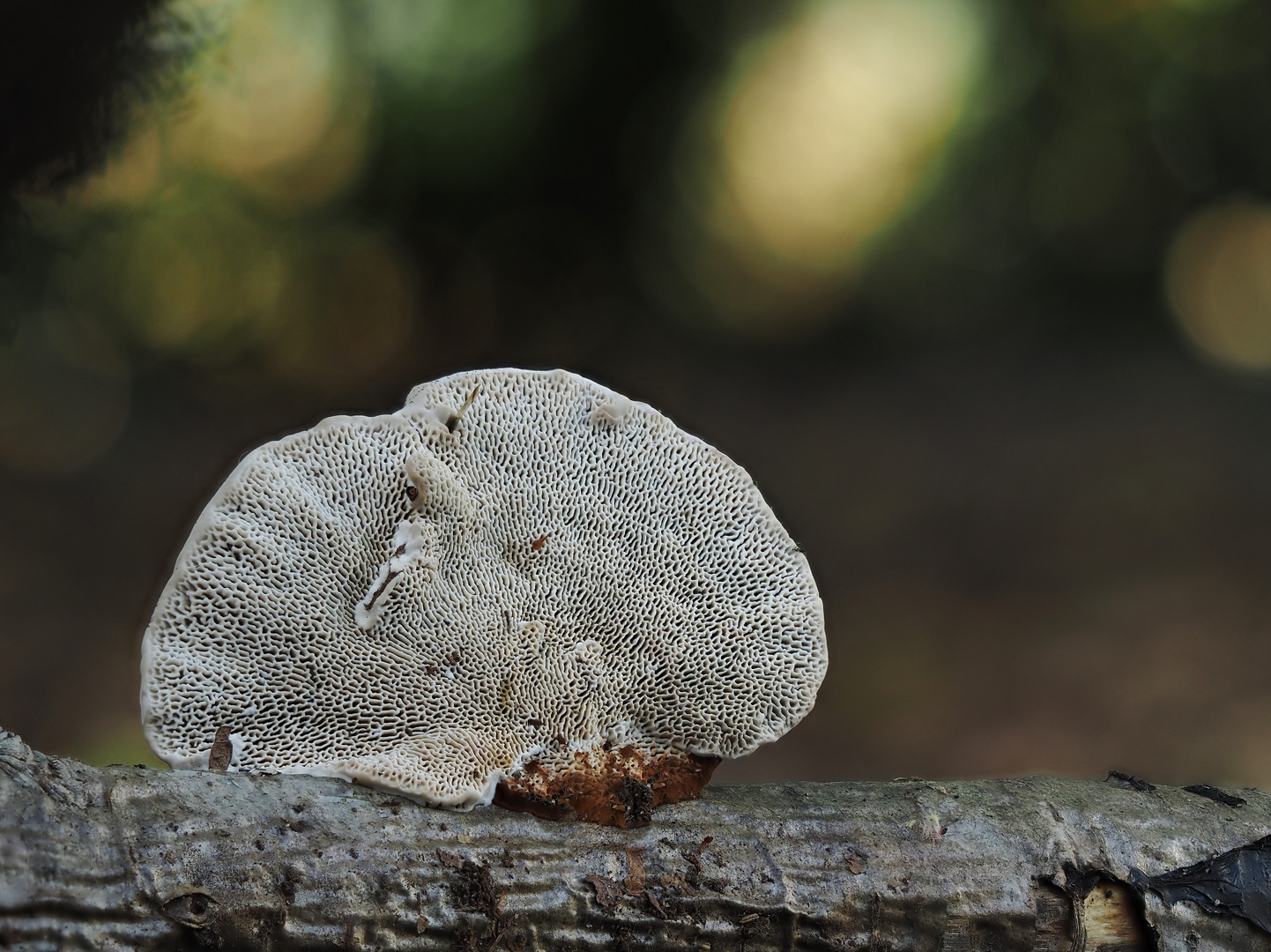 Wald.Koralle.