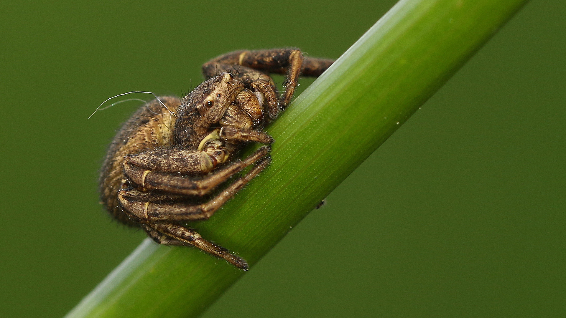 Waldkrabbenspinne