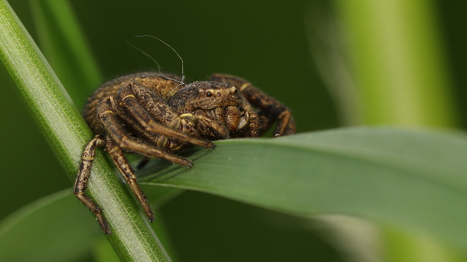 Waldkrabbenspinne