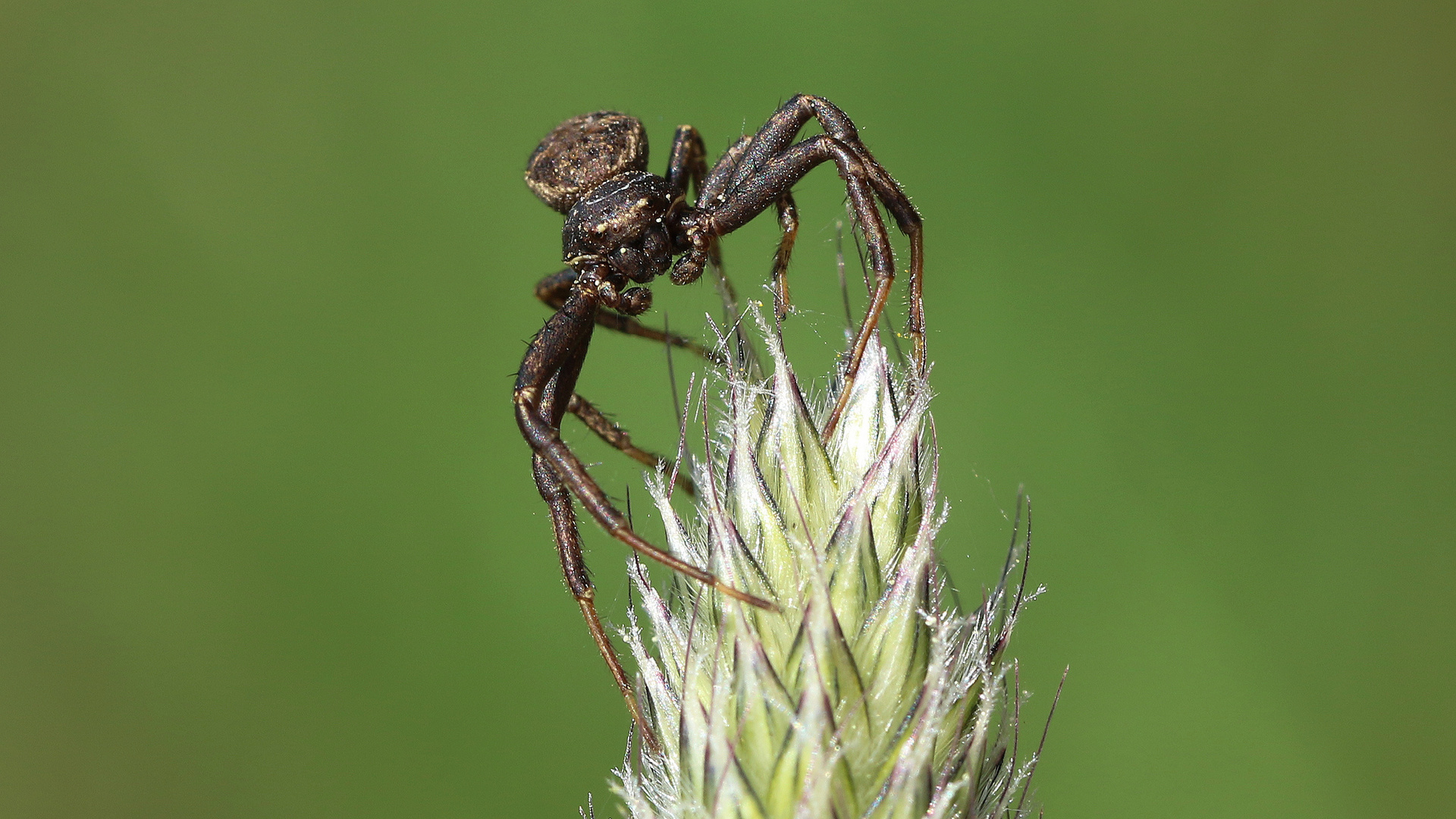 Waldkrabbenspinne... 