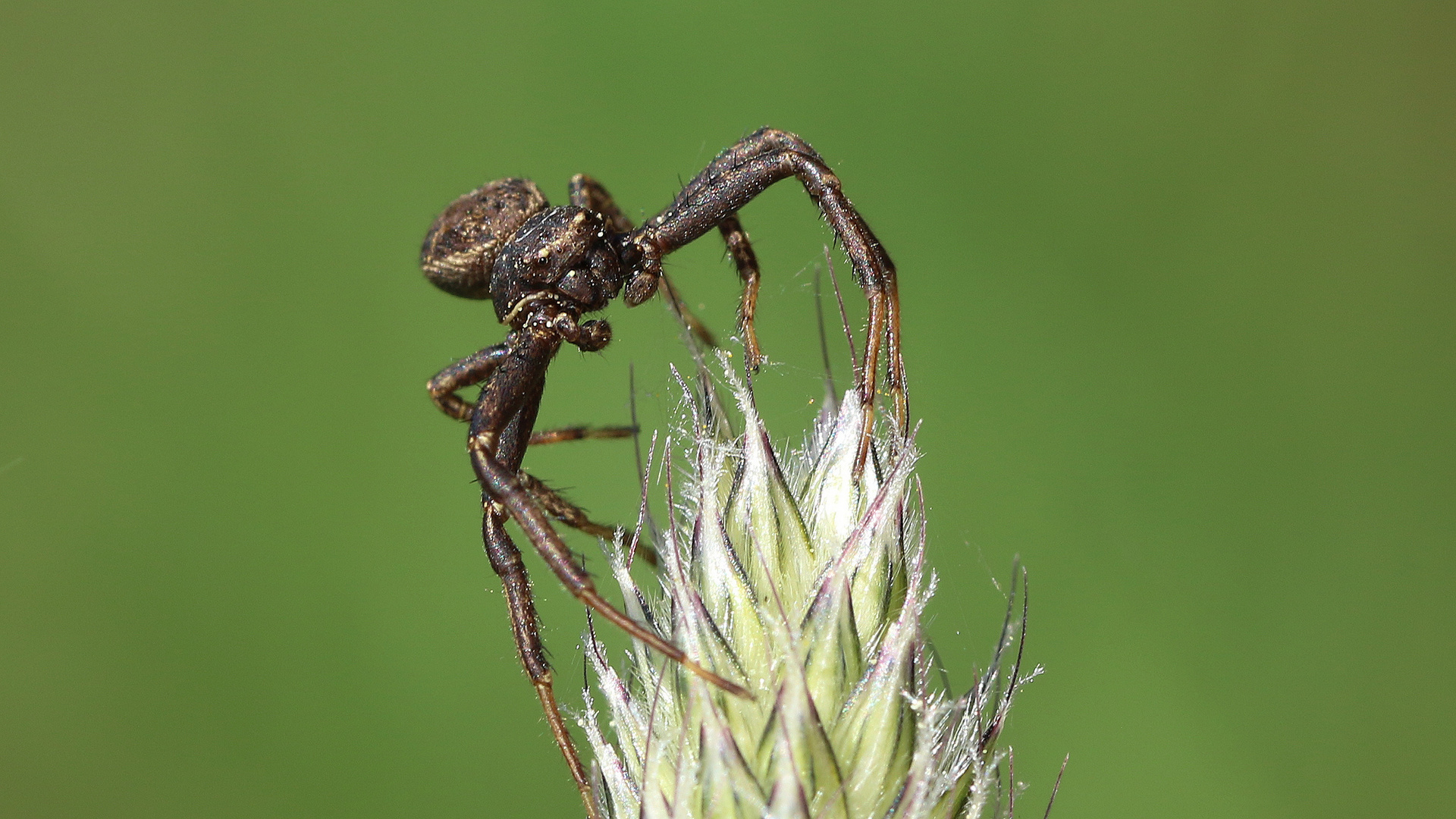 Waldkrabbenspinne... 