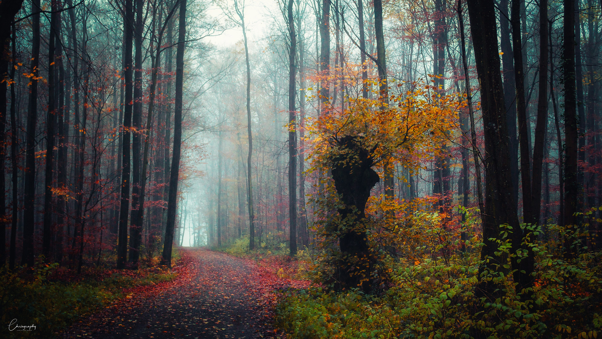 Waldkreaturen 