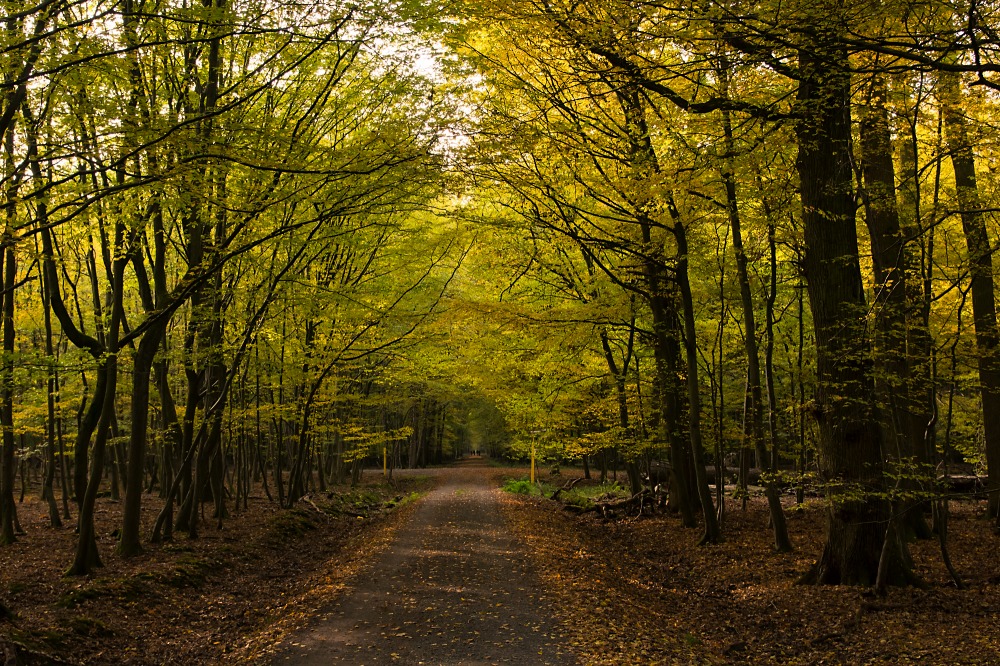 Waldkreuzung