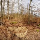 Waldkunst auf dem Weg nach Darmstadt 