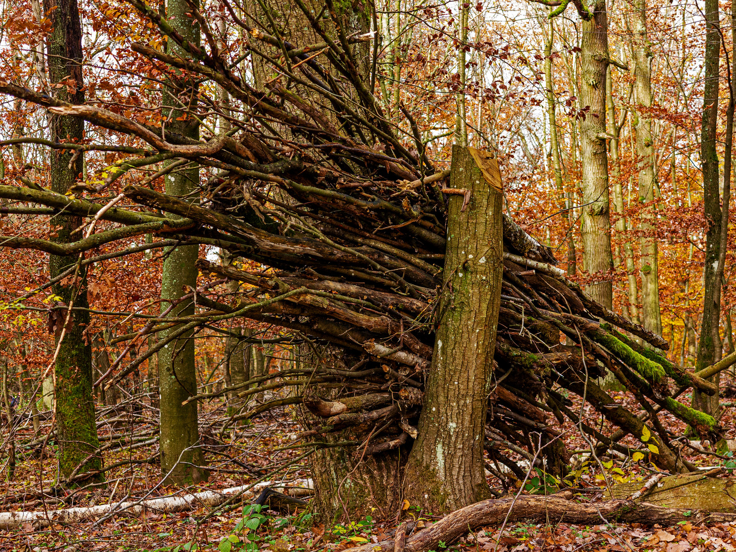 Waldkunst