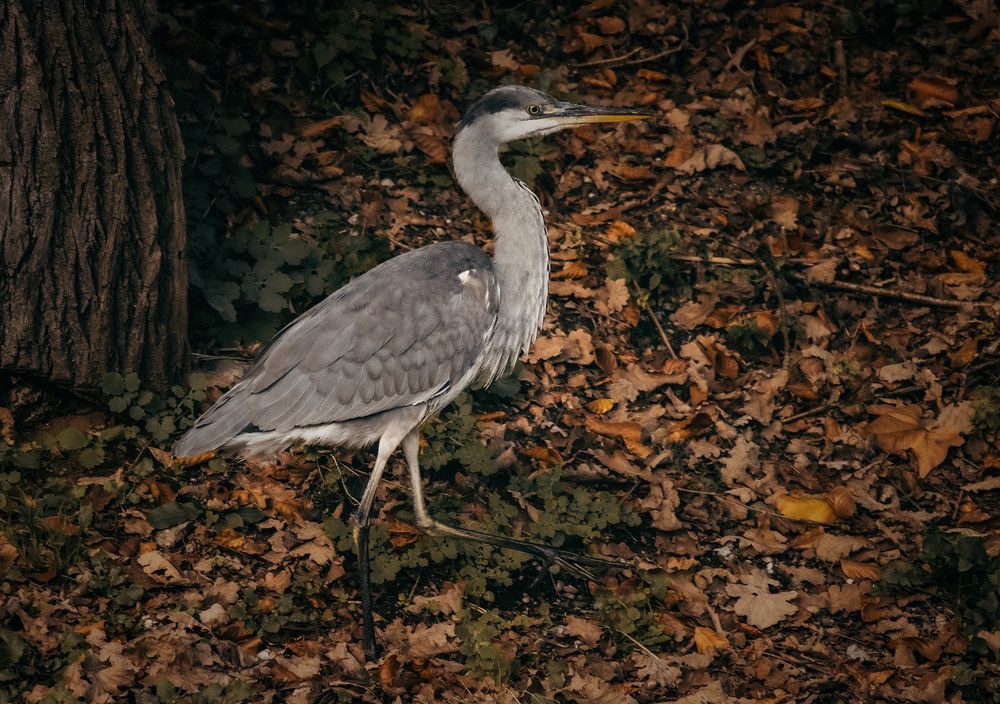 Waldläufer