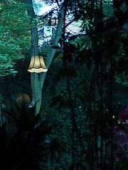 Waldlampe