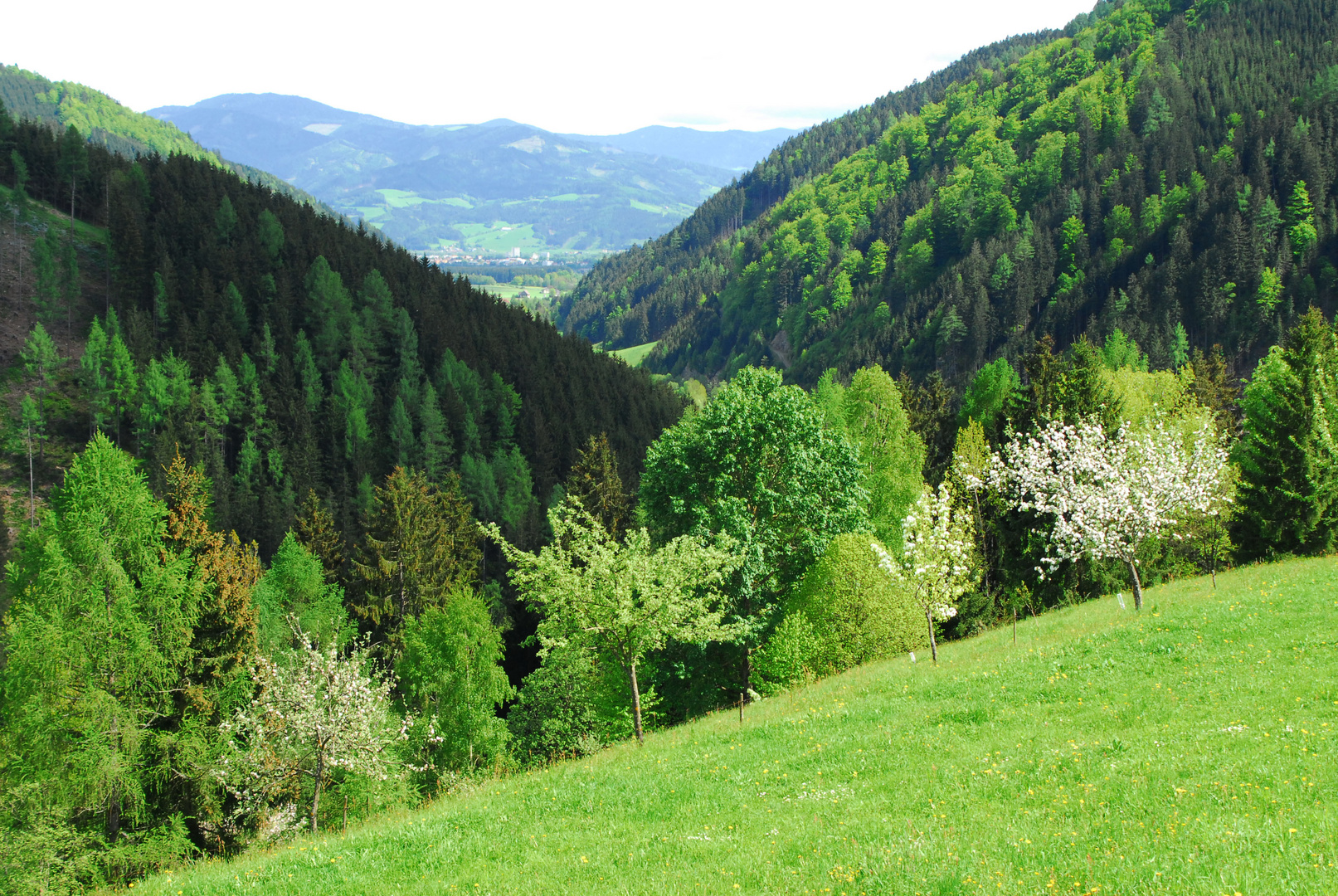 Waldland Steiermark