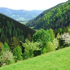 Waldland Steiermark