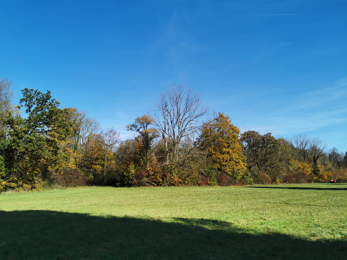 Waldlandschaft